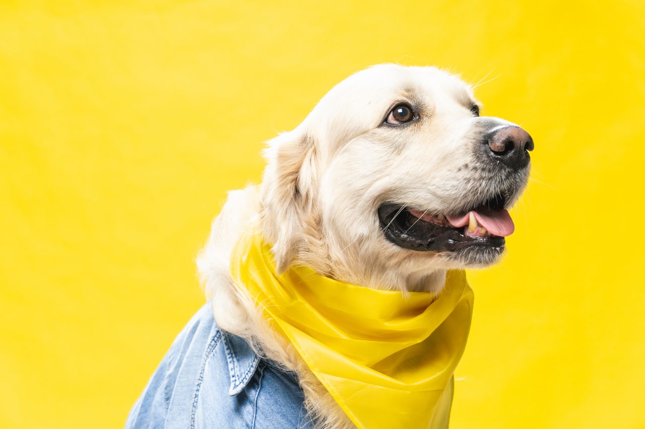 Golden con ropa para perros